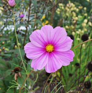 Meet your Posher, Whiteflowers